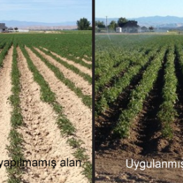 Toz Yaprak Gübreleri