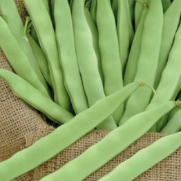 Fasulye Tohumu Gina Rainseed