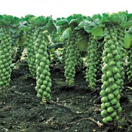 Brüksel Lahanası Tohumu Arzuman