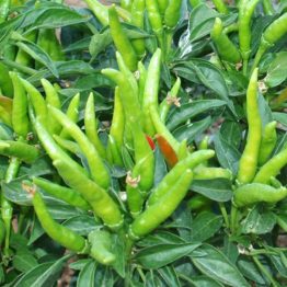 Biber Tohumu Cin Biberi Arzuman