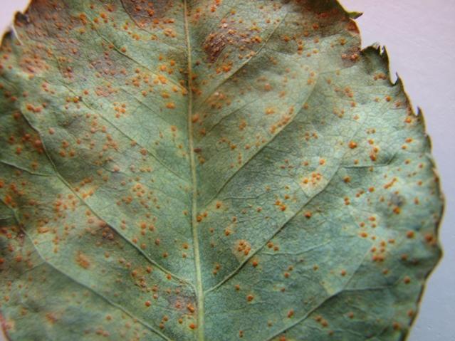 Gül – Yaprak küfü (Cladosporium fulvum)
