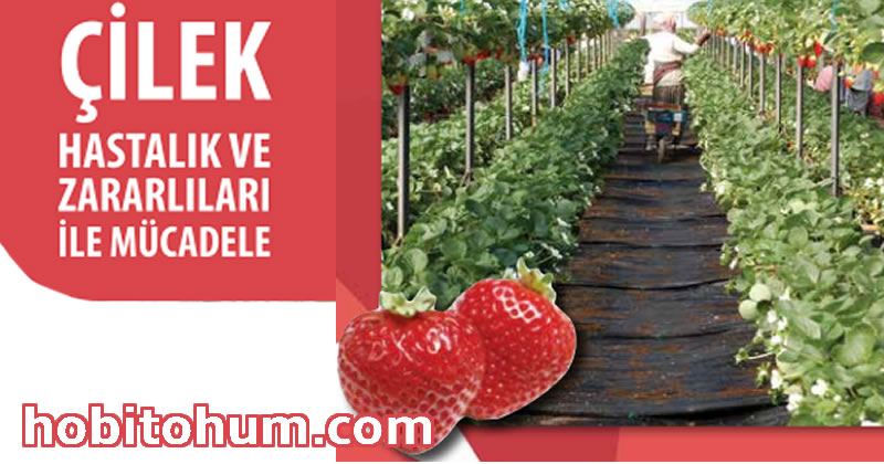 Çilek Hastalık ve Zararlıları ile Mücadele