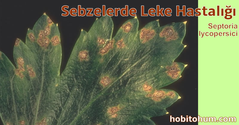 Sebzelerde Leke Hastalığı