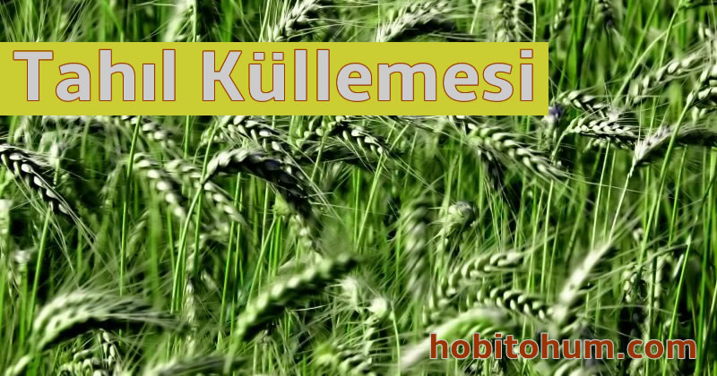 Tahıl Küllemesi