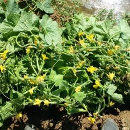 Kornişon Hıyar Tohumu SERTAÇ F1 Multi Tohum meyve