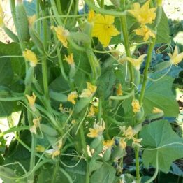 Kornişon Hıyar Tohumu SERTAÇ F1 Multi Tohum meyve