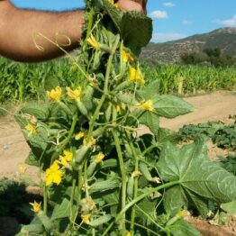 Kornişon Hıyar Tohumu SERTAÇ F1 Multi Tohum meyve