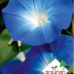 Mavi Sarmaşık Çiçeği