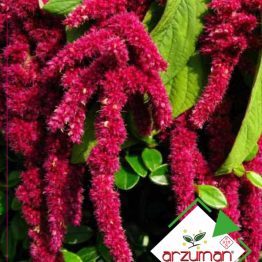 Tilki Kuyruğu Çiçeği