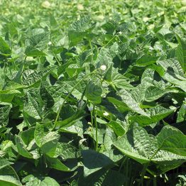 Efsane Gina - Fasulye Tohumu 2kg