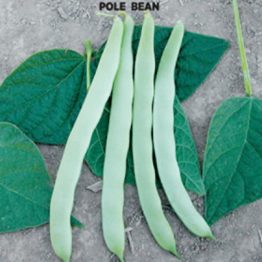 Ziraat Ayşe 4 F-89 Fransız Fasulye Tohumu Arzuman