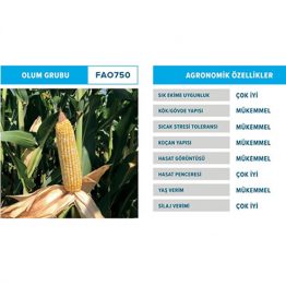 Mısır Tohumu Silajlık Dekalb DKC7240 özellikleri