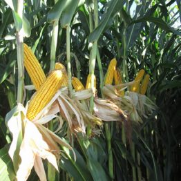Mısır Tohumu Silajlık MAS Seeds CALCIO