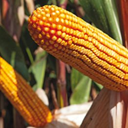 Mısır Tohumu Danelik Dekalb DKC5709