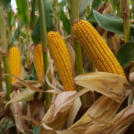 Mısır Tohumu Danelik MAS Seeds MAS 56.A