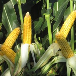 Mısır Tohumu Danelik MAS Seeds MAS 58.M