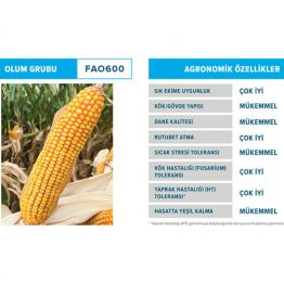 Mısır Tohumu Silajlık Dekalb DKC6050 özellikleri