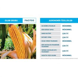 Mısır Tohumu Danelik Dekalb DKC6980 çeşit özellikleri