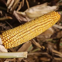 Mısır Tohumu Danelik Dekalb DKC6980