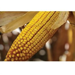 Mısır Tohumu Danelik Pioneer P0900