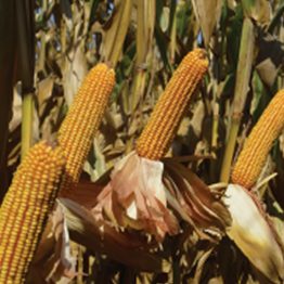 Mısır Tohumu Danelik Pioneer P1570