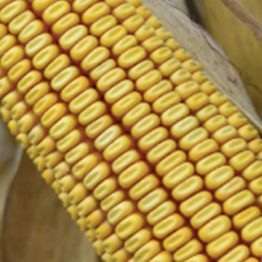 Mısır Tohumu Danelik Pioneer P0937