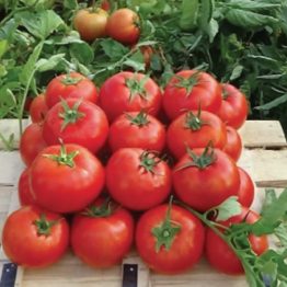 Domates Tohumu Oturak Nergis F1 Manier