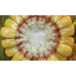 Mısır Tohumu Silajlık Pioneer PR31Y43