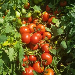 Domates Tohumu Oturak Alabanda F1 Genta