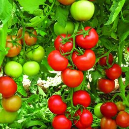 Domates Tohumu Sırık Alsancak F1 Yüksel