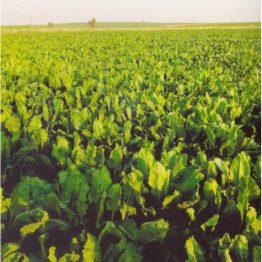 Şeker Pancar Tohumu Kaplı Baklava Alfa Tohum