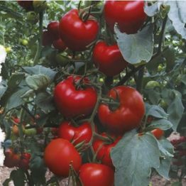 Domates Tohumu Sırık Efsun F1 nunhems