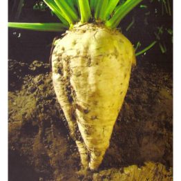 emirata pancar tohumu