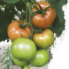 Domates Tohumu Sırık Fedayi F1 nunhems