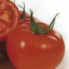 Domates Tohumu Sırık Gamze F1 nunhems