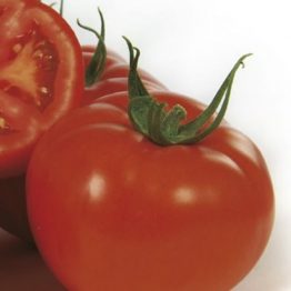 Domates Tohumu Sırık Gamze F1 nunhems