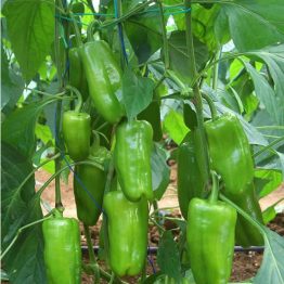 Biber Tohumu İstek F1 Yüksel tokat biberi