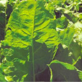 Şeker Pancar Tohumu Kaplı Kelebek Alfa Tohum