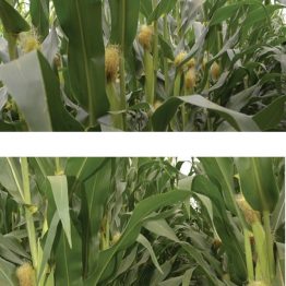 Mısır Tohumu Danelik Pioneer PR31A34