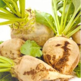 Şeker Pancar Tohumu Kaplı Sentinel Alfa Tohum