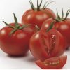 Domates Tohumu Sırık Seyran F1 nunhems