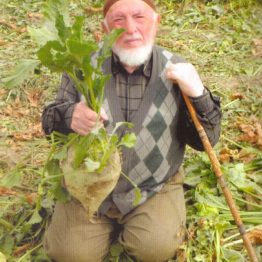 Şeker Pancar Tohumu Kaplı Turbata Alfa Tohum