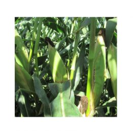 Mısır Tohumu Silajlık MAS Seeds MAS 72.A