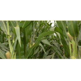 Pioneer 31A31 Mısır tohumu -#hobitohum