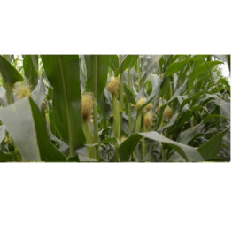 Pioneer 31A31 Mısır tohumu -#hobitohum