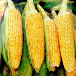 Tatlı Süs Mısır Tohumu