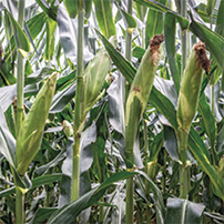Mısır Tohumu Slajlık Dekalb DKC7023